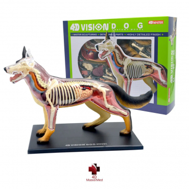 ANATOMIA DO CACHORRO 4D VISION DOG ANATOMY MODEL 4D MASTER FAMEMASTER FME 26115